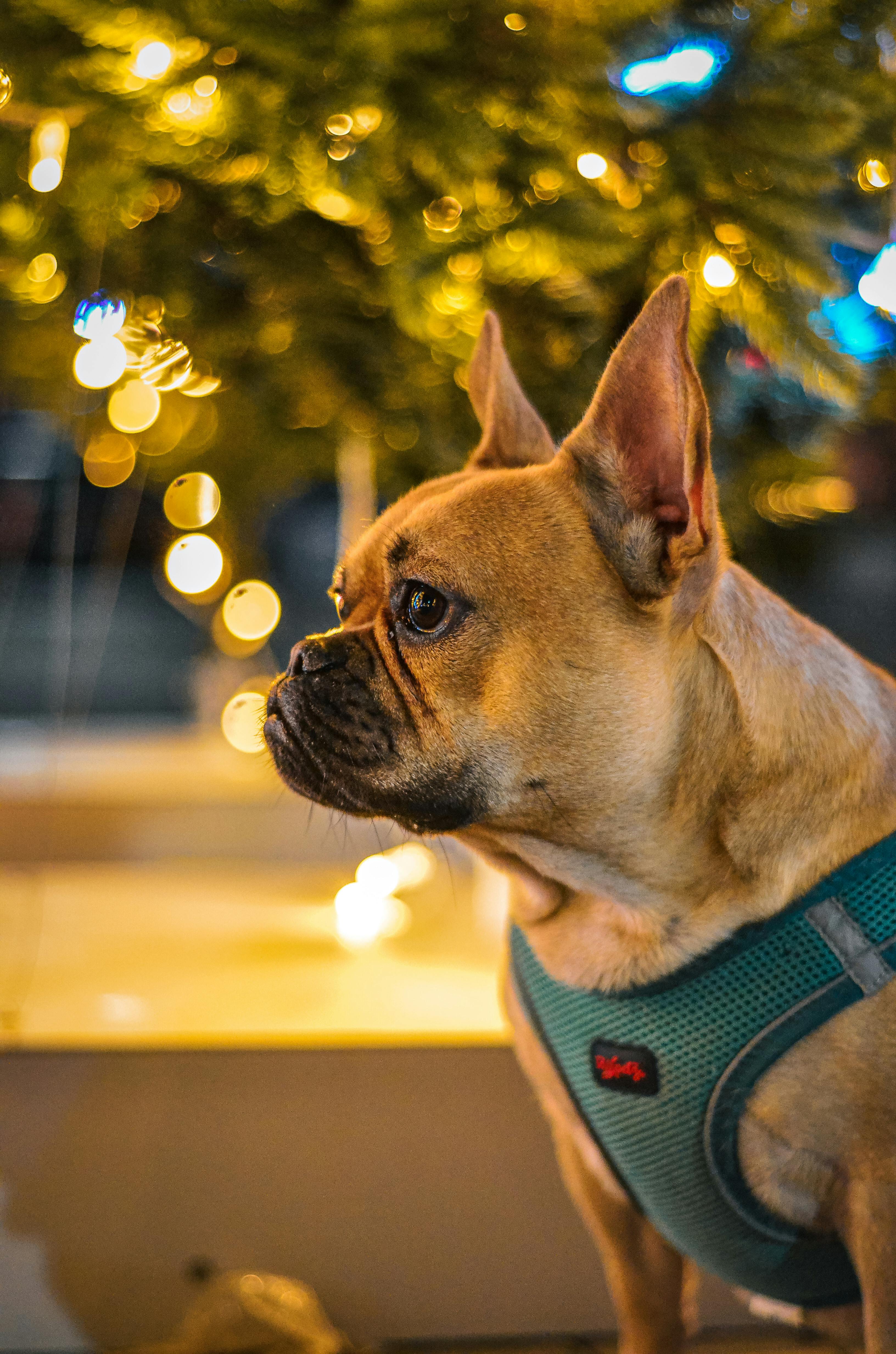 "Pet Travel Essentials: Comfort, Safety, and Adventure"
